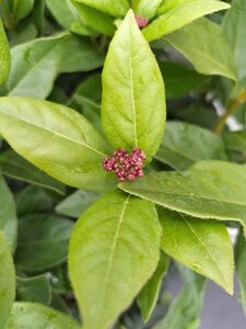 Viburnum tinus 50-60 cm cont. 15L - afbeelding 4