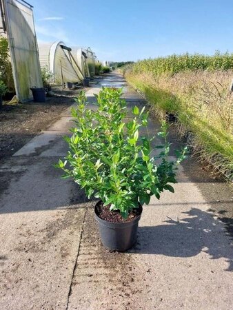 Viburnum tinus 50-60 cm cont. 7,5L - afbeelding 5