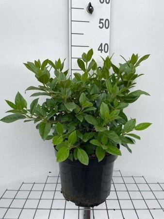 Viburnum tinus geen maat specificatie cont. 7,5L