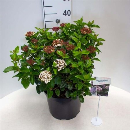 Viburnum tin. Lisarose 40-50 cm cont. 10L