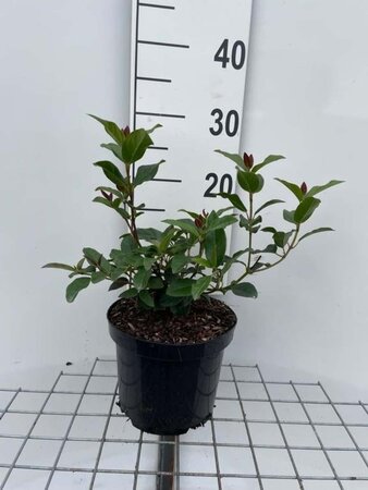 Viburnum tin. 'Purpureum' geen maat specificatie cont. 3,0L