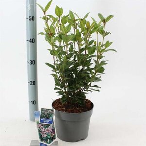 Viburnum tin. Spirit 30-35 cm cont. 3,0L - afbeelding 1