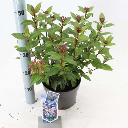 Viburnum tin. Spirit 30-35 cm cont. 3,0L - afbeelding 3