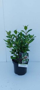 Viburnum tin. Spirit 30-40 cm cont. 3,0L - afbeelding 4