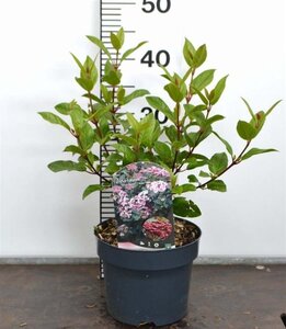 Viburnum tin. Spirit 30-40 cm cont. 3,0L - afbeelding 3