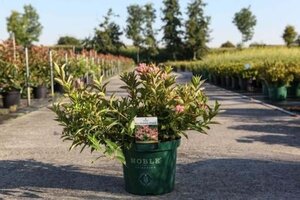 Weigela All Summer Peach 50-60 cm cont. 10L