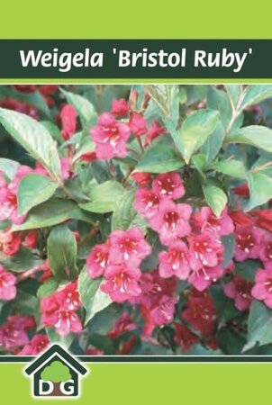 Weigela 'Bristol Ruby' geen maat specificatie cont. 3,0L - afbeelding 1