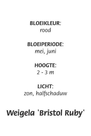 Weigela 'Bristol Ruby' geen maat specificatie cont. 3,0L - afbeelding 2