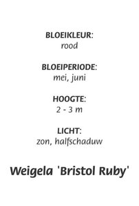 Weigela 'Bristol Ruby' geen maat specificatie cont. 3,0L - afbeelding 2