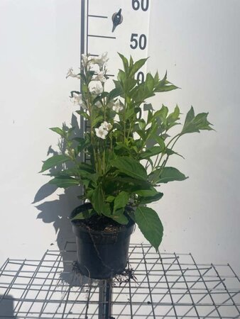 Weigela 'Candida' geen maat specificatie cont. 3,0L - afbeelding 2