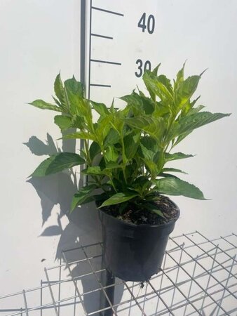 Weigela 'Candida' geen maat specificatie cont. 3,0L - afbeelding 1