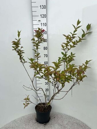 Weigela 'Eva Rathke' 60-80 cm cont. 5,0L