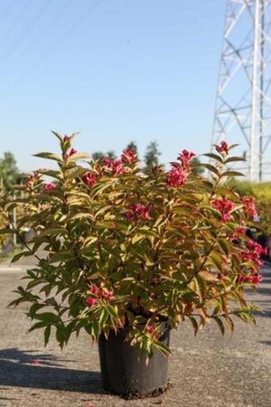 Weigela florida Moulin Rouge 60-80 cm cont. 10L