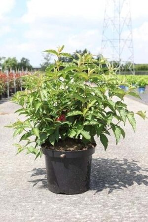 Weigela Nain Rouge 40-50 cm cont. 10L