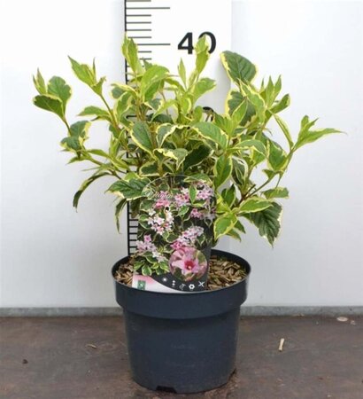 Weigela 'Nana Variegata' 30-40 cm cont. 3,0L - afbeelding 1