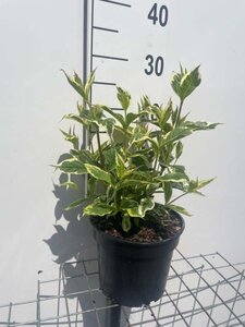 Weigela 'Nana Variegata' geen maat specificatie cont. 3,0L - afbeelding 1