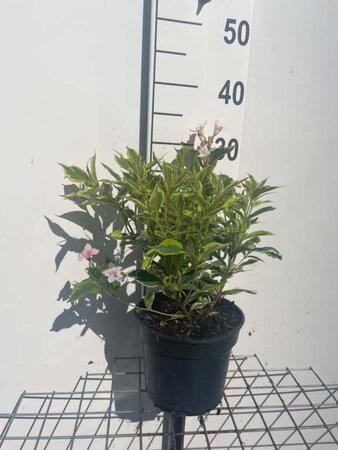 Weigela 'Nana Variegata' geen maat specificatie cont. 3,0L - afbeelding 2