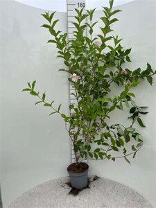 Weigela 'Rosea' 100-125 cm cont. 5,0L - afbeelding 2