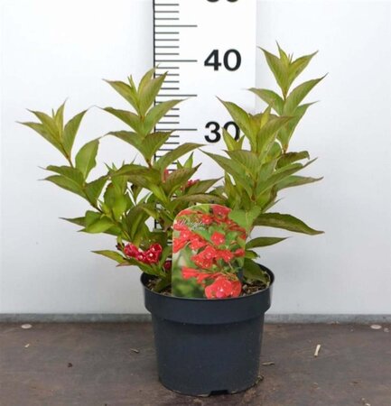 Weigela 'Red Prince' 30-40 cm cont. 3,0L - afbeelding 2