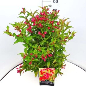 Weigela 'Red Prince' 50-60 cm cont. 10L