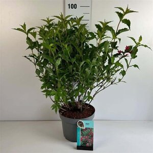 Weigela 'Red Prince' 60-80 cm cont. 10L