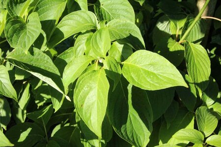 Cornus alternifolia 175-200 cm met kluit struik - afbeelding 12