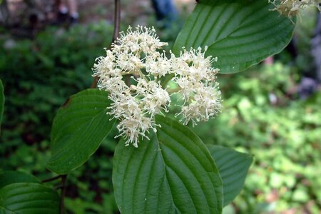 Cornus alternifolia 175-200 cm met kluit struik - afbeelding 7