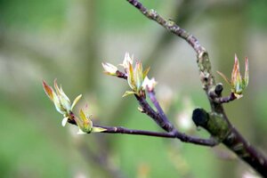 Cornus alternifolia 175-200 cm met kluit struik - afbeelding 6