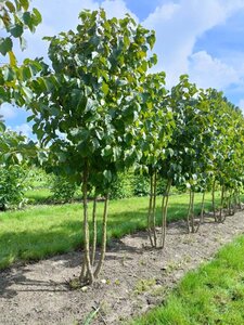 Corylus colurna 300-350 cm draadkluit meerstammig - afbeelding 2