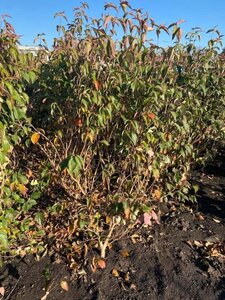 Cornus k. 'Weisse Fontaine' 150-175 cm met kluit solitair - afbeelding 1