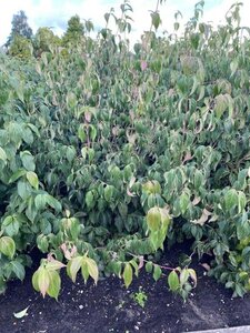 Cornus k. 'Weisse Fontaine' 150-175 cm met kluit solitair - afbeelding 2