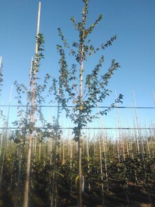 Acer campestre 8-10 Hoogstam wortelgoed