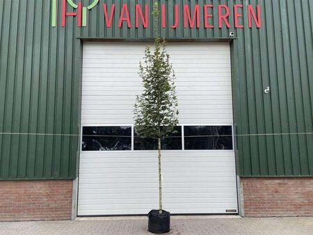 Acer campestre 'Huibers Elegant' 6-8 Hoogstam wortelgoed - afbeelding 4