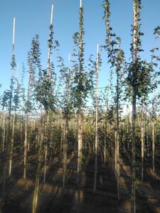 Acer campestre 'Huibers Elegant' 8-10 Hoogstam wortelgoed