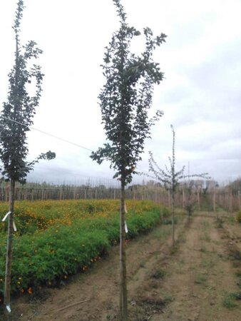 Acer campestre 'William Caldwell' 10-12 Hoogstam wortelgoed - afbeelding 1