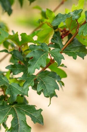 Acer campestre 'William Caldwell' 10-12 Hoogstam wortelgoed - afbeelding 5