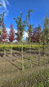 Acer campestre 'William Caldwell' 10-12 Hoogstam wortelgoed - afbeelding 2