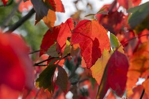 Acer rubrum 'Red Sunset' 10-12 Hoogstam wortelgoed - afbeelding 1