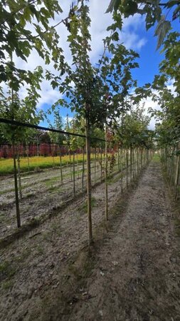 Acer rubrum 'Red Sunset' 10-12 Hoogstam wortelgoed - afbeelding 6