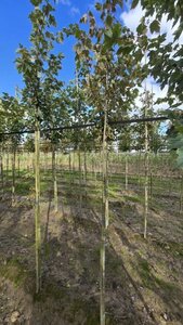 Acer rubrum 'Red Sunset' 6-8 Hoogstam wortelgoed - afbeelding 7