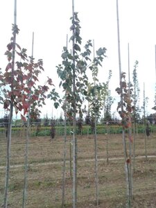 Acer rubrum 'Red Sunset' 6-8 Hoogstam wortelgoed - afbeelding 5