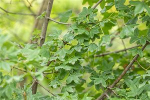 Acer monspessulanum 8-10 Hoogstam wortelgoed