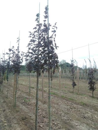 Acer plat. 'Crimson Sentry' 8-10 Hoogstam wortelgoed - afbeelding 4