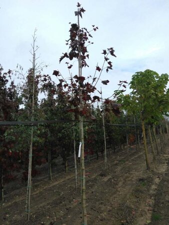 Acer plat. 'Royal Red' 10-12 Hoogstam wortelgoed - afbeelding 2