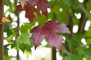 Acer plat. 'Royal Red' 10-12 Hoogstam wortelgoed - afbeelding 1