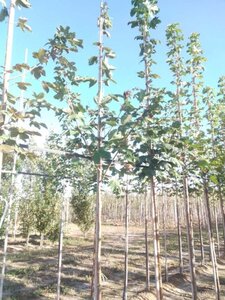 Acer pseudoplatanus 8-10 Hoogstam wortelgoed - afbeelding 4