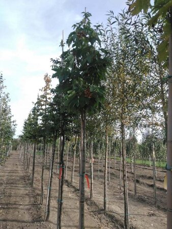 Acer pseudoplatanus 8-10 Hoogstam wortelgoed - afbeelding 5