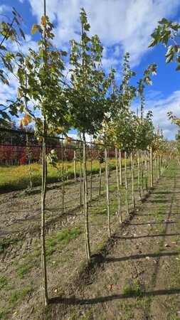 Acer rubrum 'Scanlon' 12-14 Hoogstam wortelgoed 2 X verplant - afbeelding 2