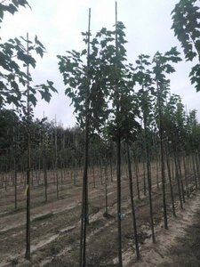 Acer rubrum 'Scanlon' 6-8 Hoogstam wortelgoed - afbeelding 5