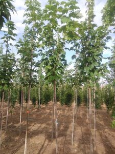 Acer rubrum 'Scanlon' 6-8 Hoogstam wortelgoed - afbeelding 3